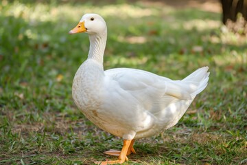 Graceful white duck stands proudly on lush green grass in a serene park setting, capturing a moment of tranquility and beauty