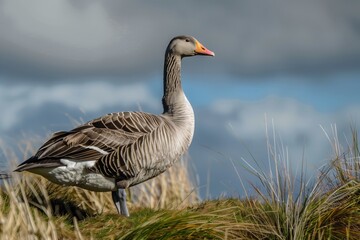 Elegant grey goose stands proud on grassy hill under a sky of swirling clouds