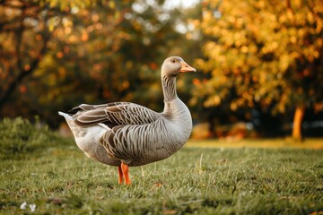 Obraz premium Graceful goose stands proudly in the golden sunlight of a peaceful park during a serene autumn afternoon