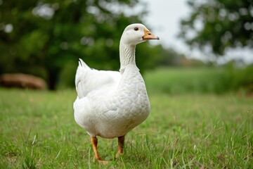Obraz premium White goose stands gracefully in a lush green field under a soft cloudy sky