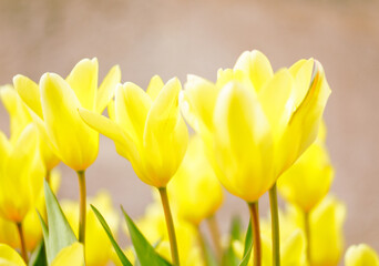 Obraz premium Close-up of vibrant yellow tulips in bloom
