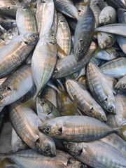 Fototapeta premium fresh fish at the market