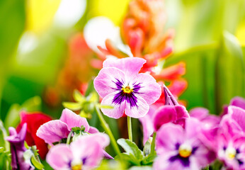Vibrant pink and purple pansies in lush garden setting