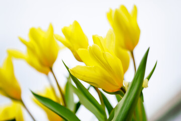 Naklejka premium Vibrant yellow tulips blooming in early spring garden