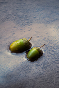 green acorn on oak