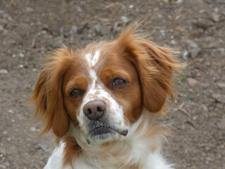 Spaniel breton