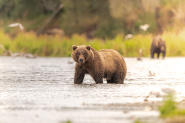 Alaskan brown bear chasing salmon in Brooks River at sunrise
