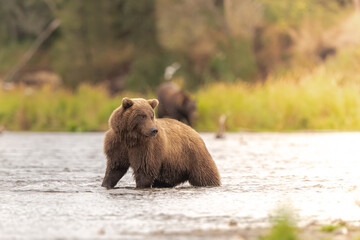 Alaskan brown bear chasing salmon in Brooks River at sunrise