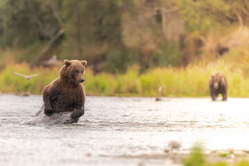 Alaskan brown bear chasing salmon in Brooks River at sunrise