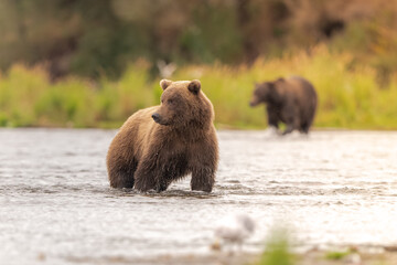 Alaskan brown bear chasing salmon in Brooks River at sunrise