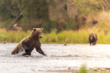Alaskan brown bear chasing salmon in Brooks River at sunrise