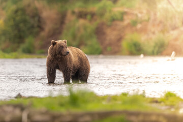 Alaskan brown bear chasing salmon in Brooks River at sunrise