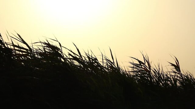 Tall reeds gently sway by the shore of a calm lake, moved by a soft breeze. captures a serene moment of natural rhythm and peaceful waterside tranquility.