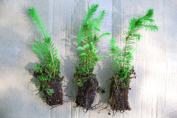 Green seedlings of coniferous trees. © Sergei