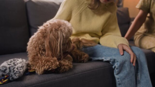 Happy girl wearing yellow sweater and blue jeans playing with brown-coloured moodle dog biting stick toy on couch