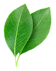 Obraz premium Two pears leaves isolated on transparent background. Leaves pears PNG