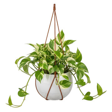 A hanging basket filled with lush green pothos plants in a white pot