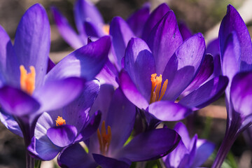 Spring flowers. Purple crocus flowers blooming outdoors, close-up