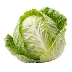 Fototapeta premium Fresh green cabbage head centered on a neutral background from a front viewpoint