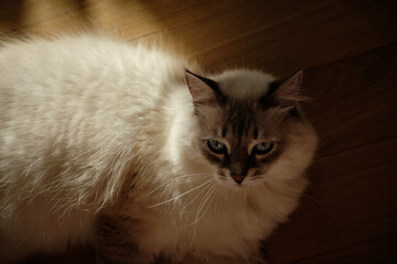 Beautiful Neva Masquerade cat lying on a wooden floor in warm sunlight.