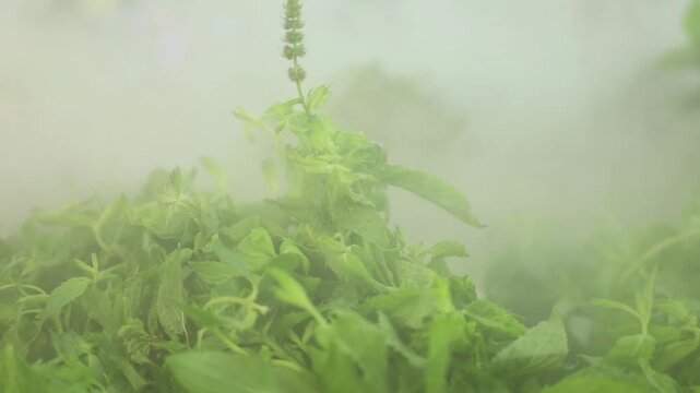 A shop window features fresh greenery enveloped in a cold smoke humidifier. creates a dramatic, fresh, and visually striking retail presentation.