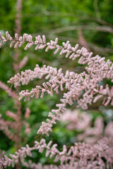 Obraz premium Beautiful feathery flowers of tamarix ramosissima with a soft focus background.