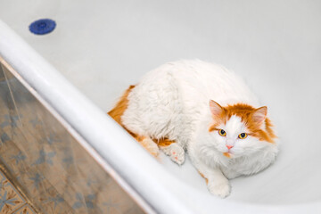 A white cat with a red head is lying in the bathtub © Oleg Opryshko