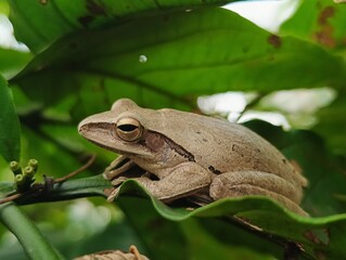 Obraz premium Tree frogs (especially Polypedates leucomystax) are characterized by splayed toes with adhesive pads for climbing, slender bodies, and smooth skin. They are nocturnal.