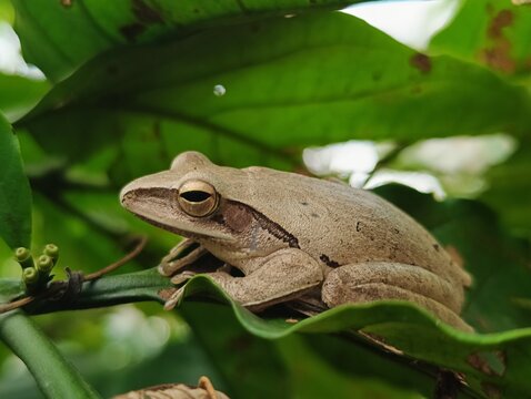Tree frogs (especially Polypedates leucomystax) are characterized by splayed toes with adhesive pads for climbing, slender bodies, and smooth skin. They are nocturnal.