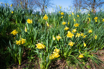 Daffodils Blooming in Sunny Park Spring Landscape