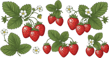 Fresh strawberry fruits with leaves and flowers collection garden berry botanical vector illustration set © Kharshad Creative