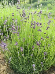 Lavender blooms in the field in summer.