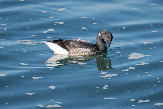 La bernache me regarde