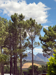 Somerset West Western Cape South Africa. 08.02.2026. Tall pine trees and view of Hottentots Holland mountains.