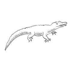 Naklejka premium Sketchy crocodile