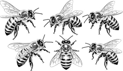 Detailed bee vector illustration set, black and white insect drawings, entomology design, biological insect study artwork, nature pollinator graphic, educational © MstShanaz