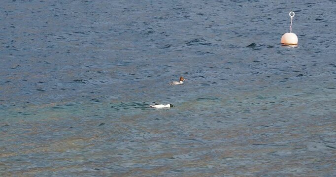 In Wasser schwimmen ein paar G&auml;nses&auml;ger (Mergus merganser) an der Oberfl&auml;che mit dem Kopf unter Wasser, die ihre Beute optisch lokalisiert