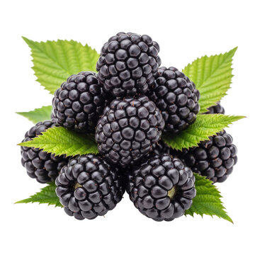 Pile of ripe dark purple blackberries with vibrant green leaves isolated on a transparent background