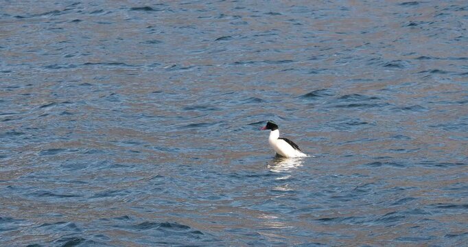 (Mergus merganser) Ein G&auml;nses&auml;ger mit gr&uuml;nlich schimmerndem Kopf schwimmt allein in stark str&ouml;mendem Wasser auf der Suche nach Beute
