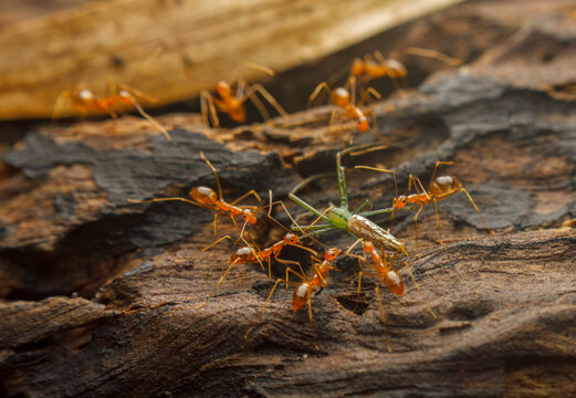 Weaver Ants Coordinating Attack on Green Lynx Spider