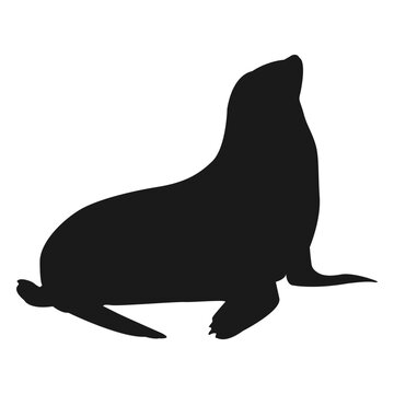 Sea lion silhouette