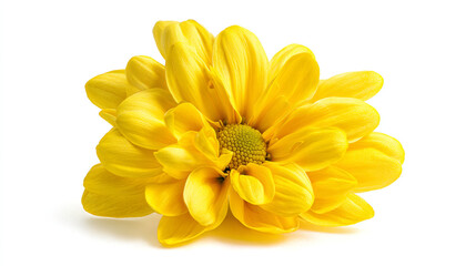 Fototapeta premium A bright yellow flower with delicate petals on a white background
