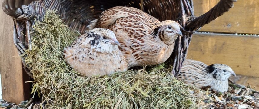 japanese quails in nest