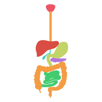 Digestive system human body