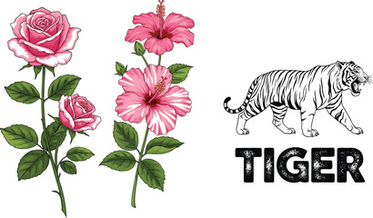 Rose and hibiscus flowers with roaring tiger illustration and bold tiger typography vector set combining botanical floral and wildlife design elements © Jahangir