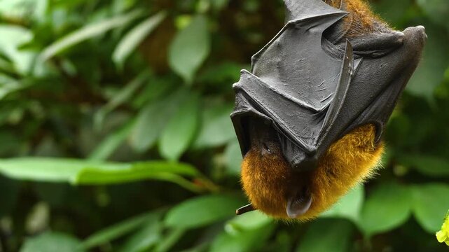 Close up view of a fruit bat or flying fox hanging off a tree branch on a sunny spring day in the rain forest moving around his head.