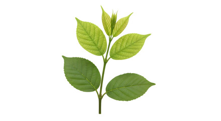 Fototapeta premium Green leafy branch with five leaves