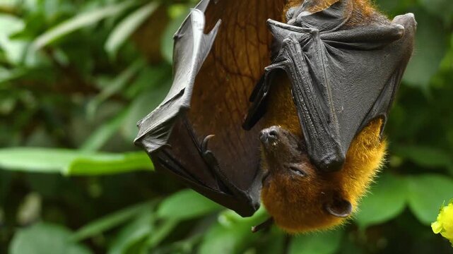 Close up view of a fruit bat or flying fox hanging off a tree branch on a sunny spring day in the rain forest moving around his head.
