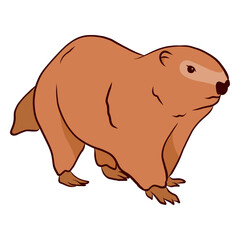 Obraz premium Ground hog marmot muzzle illustration