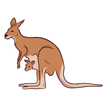 Kangaroo baby kangaroo ear tail leg illustration